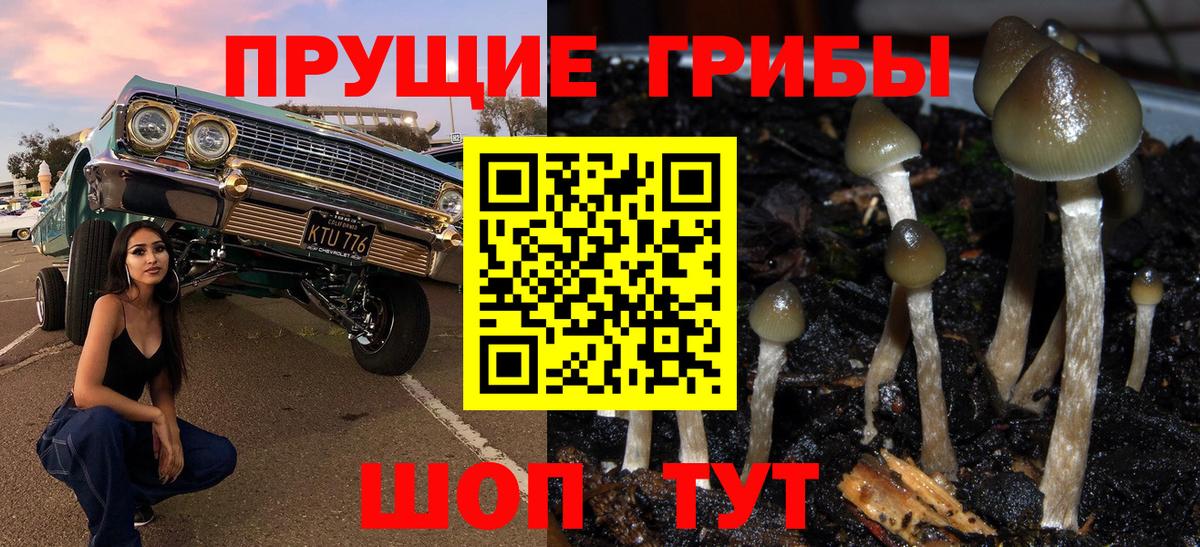 где можно купить   Галлюциногенные грибы мицелий  Вход с VPN  Анжеро-Судженск 